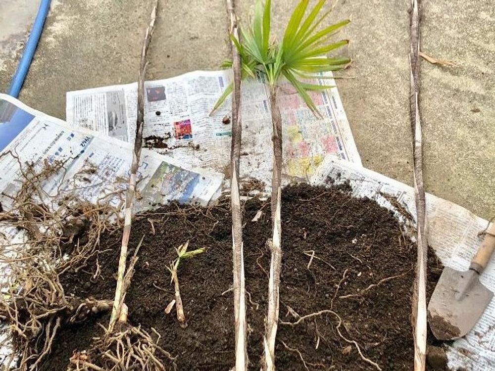 シュロチク　株