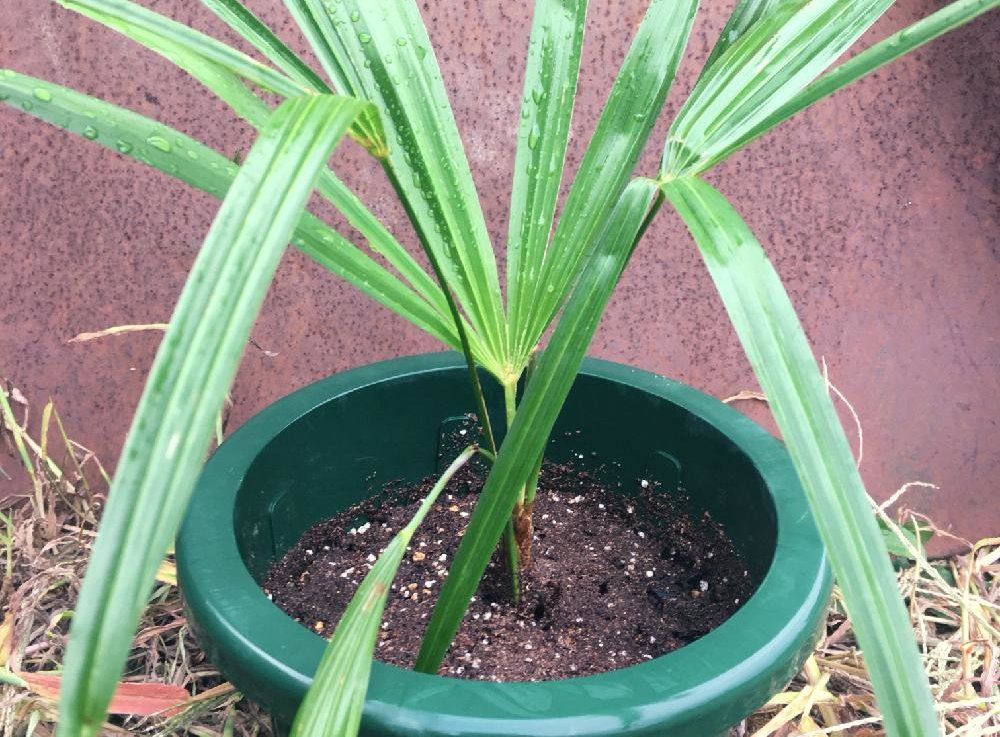 シュロチク　鉢植え　葉