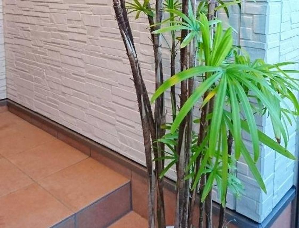 シュロチク　鉢植え　葉