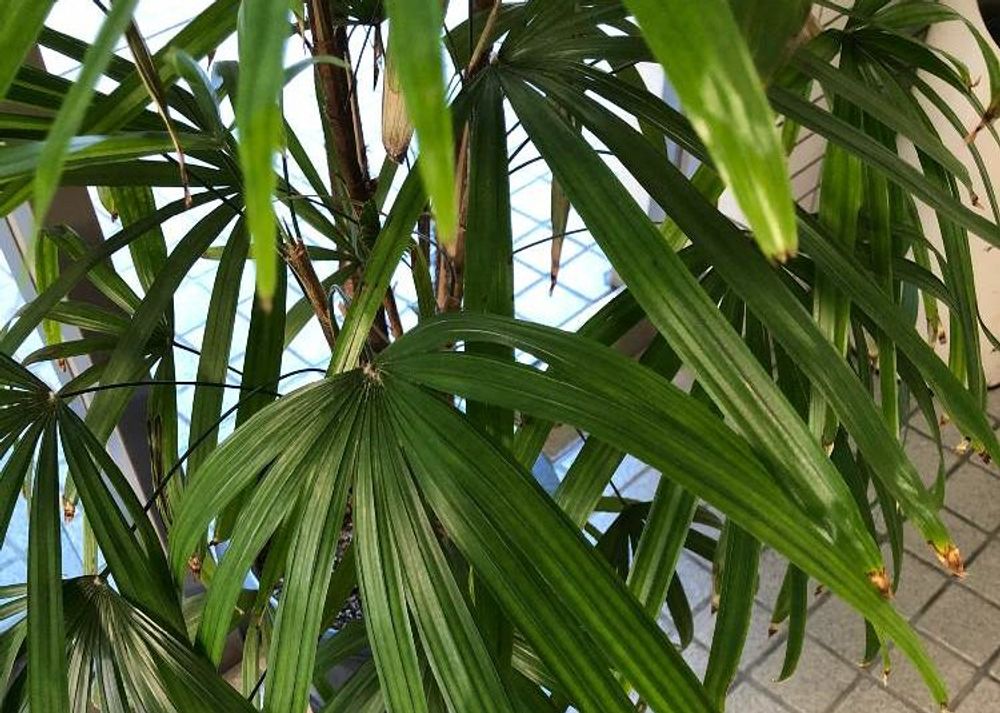 シュロチク　鉢植え　葉