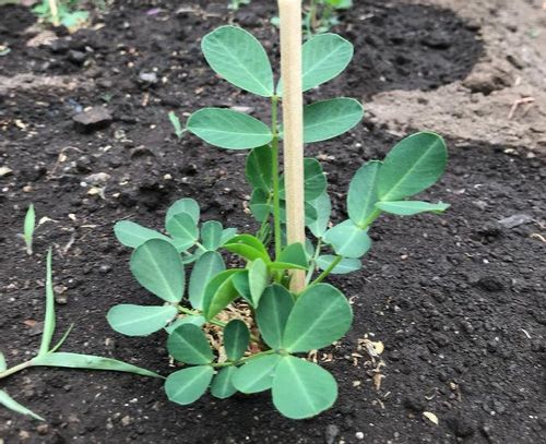 落花生の育て方 種まきや水やりの方法は プランター栽培もできる Greensnap グリーンスナップ 落花生の育て方 種まきや水やりの方法は プランター栽培もできる Greensnap グリーンスナップ