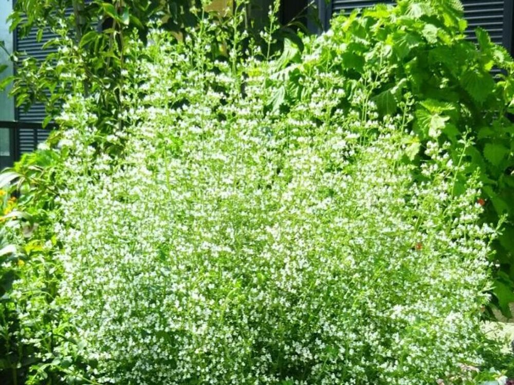 カラミンサ　白い花