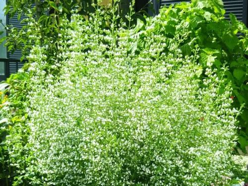 カラミンサの育て方 水やり頻度は 増やし方や切り戻しの方法は Greensnap グリーンスナップ