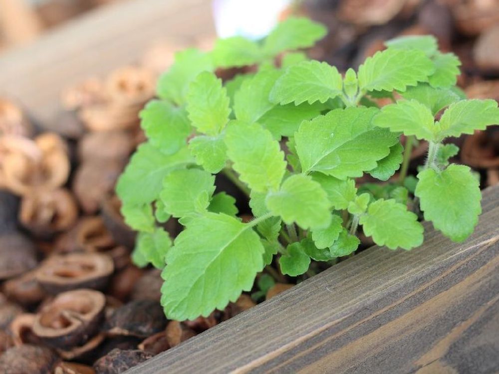 カラミンサ　プランター　葉