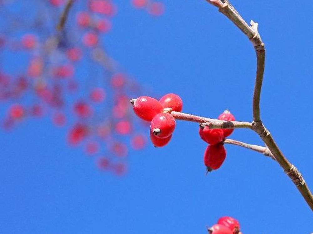 ハナミズキ　赤い実　青空