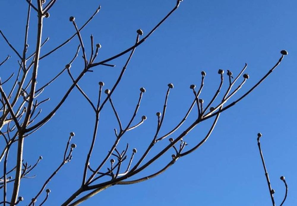 ハナミズキ　青空