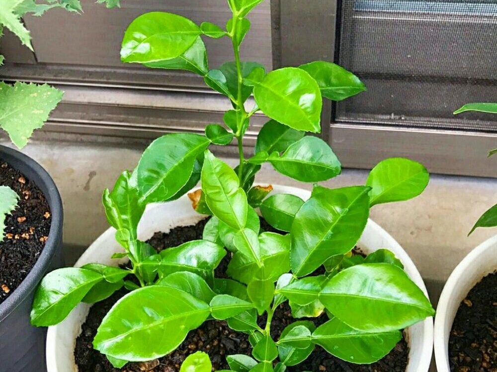 カボス　ベランダ　鉢植え　株