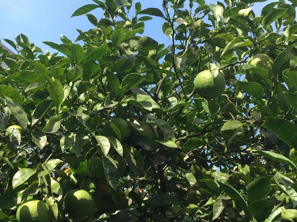 カボス　葉　緑色の実　青空