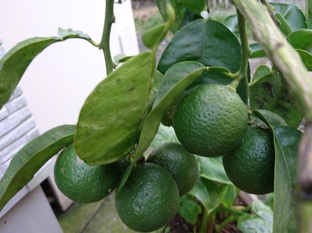 カボス　緑色の実