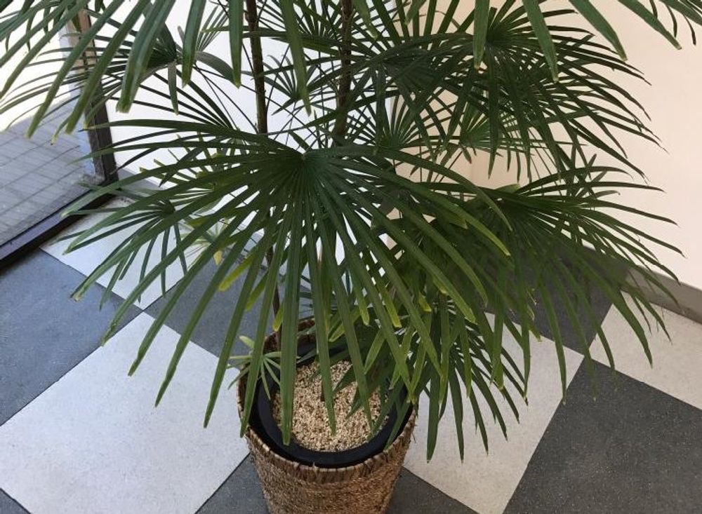 シュロチク　鉢植え　葉