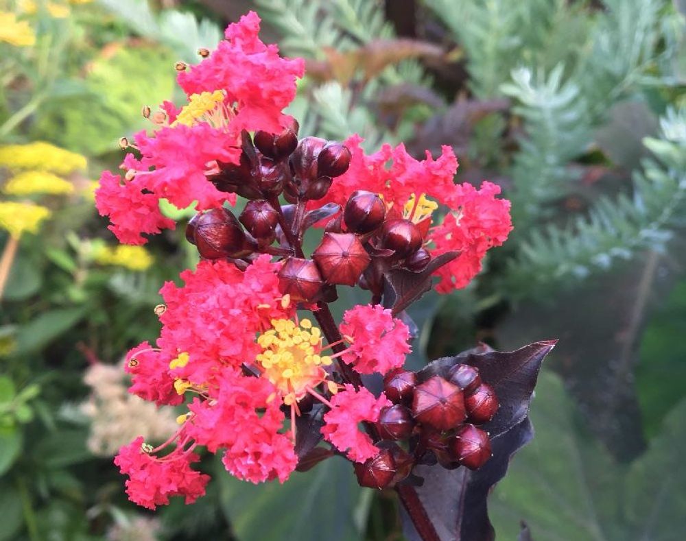 サルスベリPhoto by デイジーさん