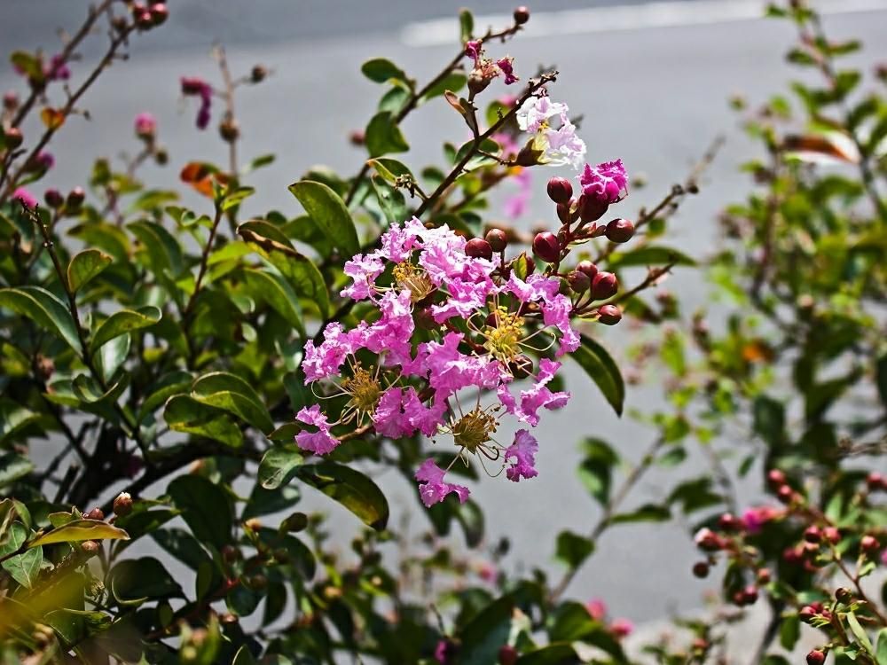 サルスベリPhoto by otoさん