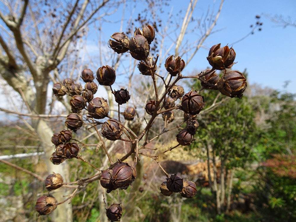 サルスベリ(百日紅)　実