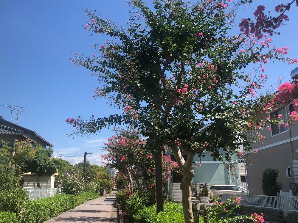 写真：サルスベリ