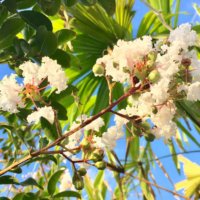 サルスベリ(百日紅)の育て方｜種まきや植え替えの時期は？鉢植えでもOK？の画像