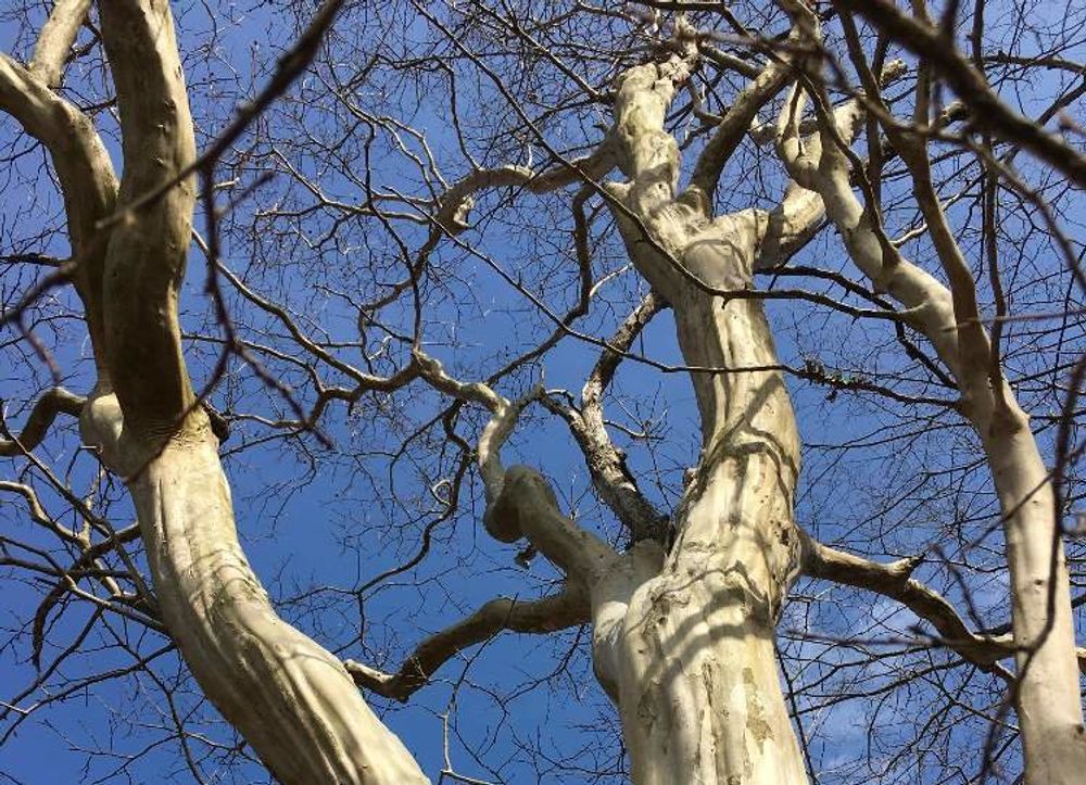 サルスベリ(百日紅)　枝