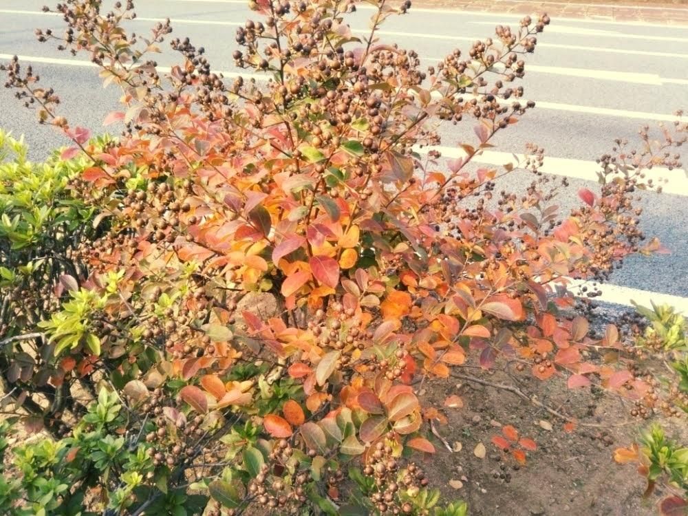 サルスベリ(百日紅)　紅葉