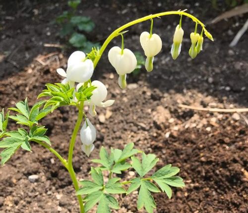 ケマンソウ タイツリソウ の育て方 種まきや植え付け 植え替えの時期は Greensnap グリーンスナップ