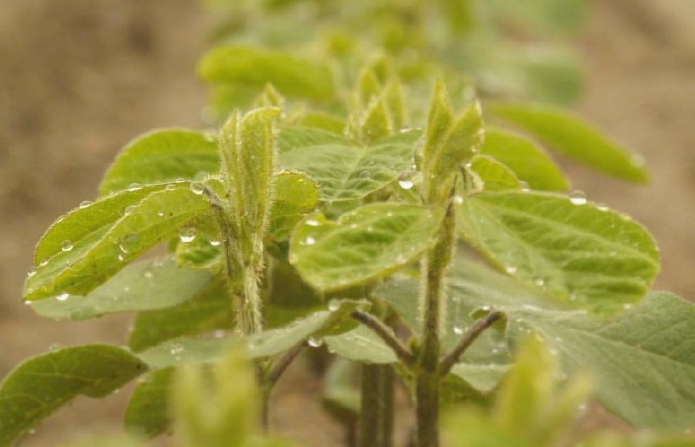 大豆の育て方 種まきや植える時期は プランターでも栽培できるの Greensnap グリーンスナップ
