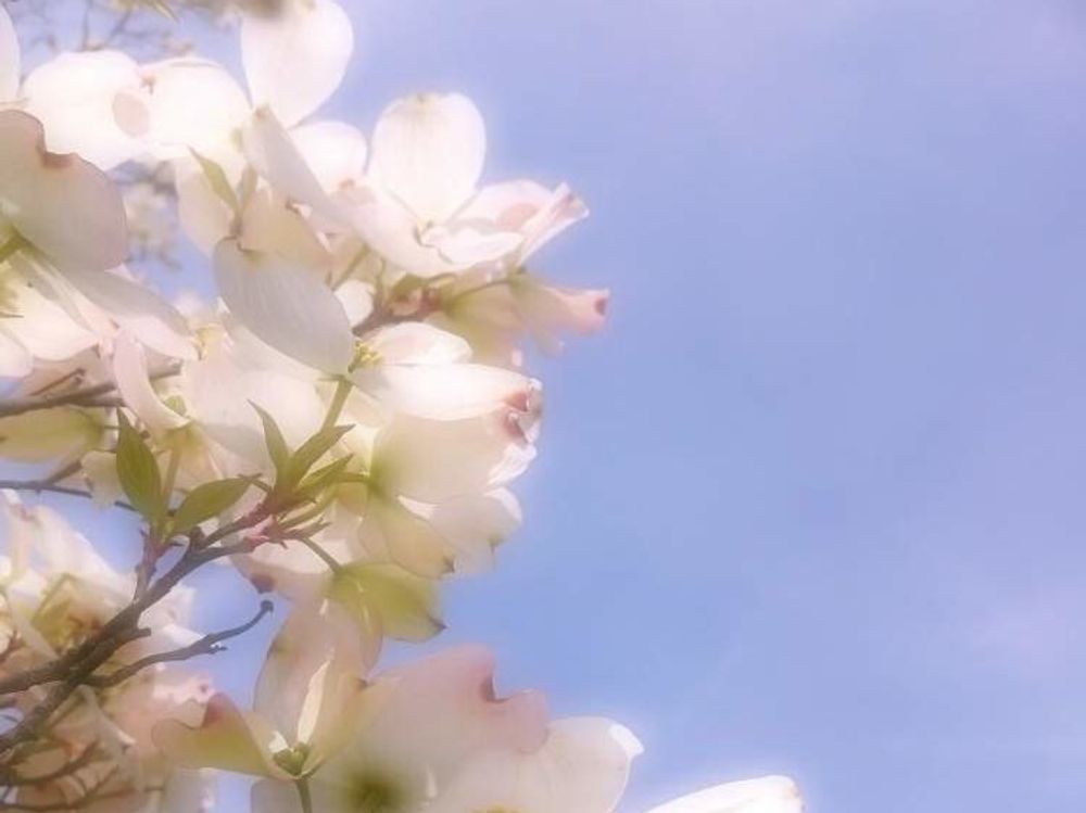 ハナミズキ　白い花　青空