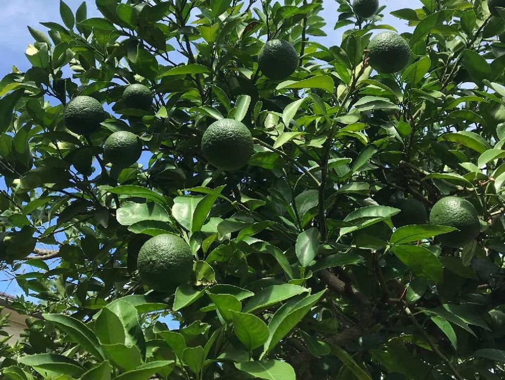 ナツミカン　緑色の実