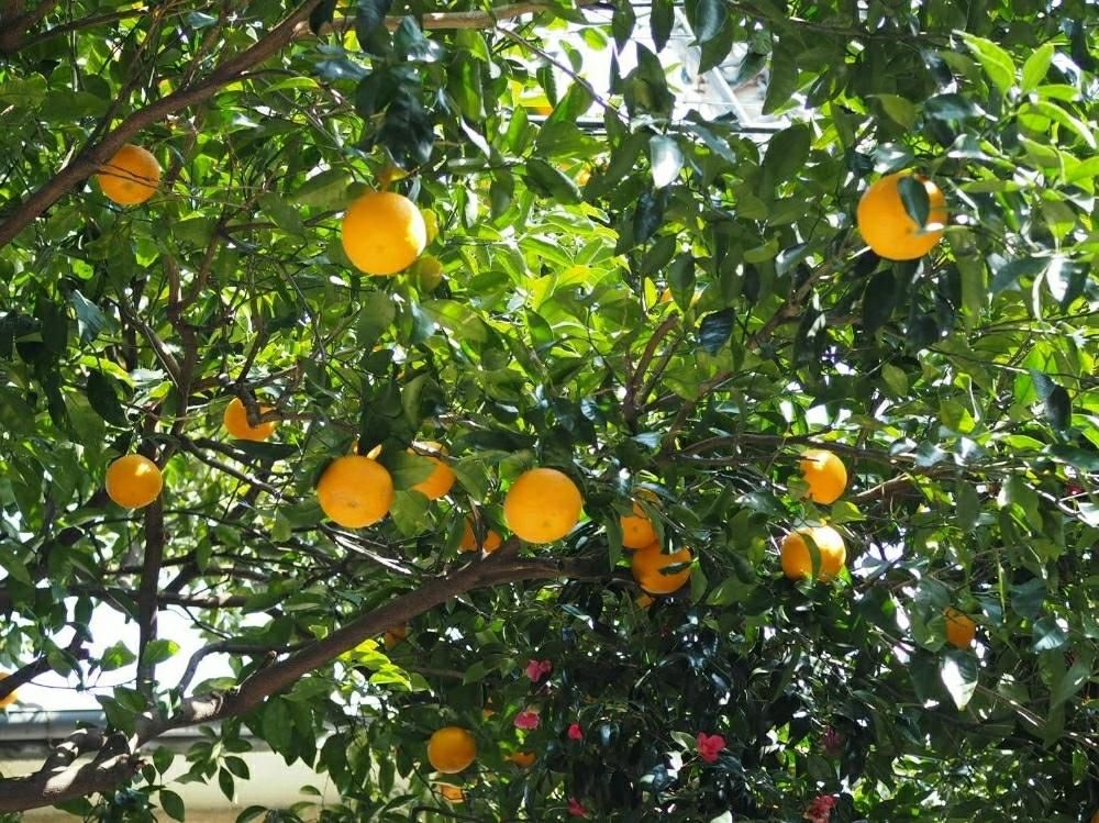 みかん　日差し　オレンジ色の実