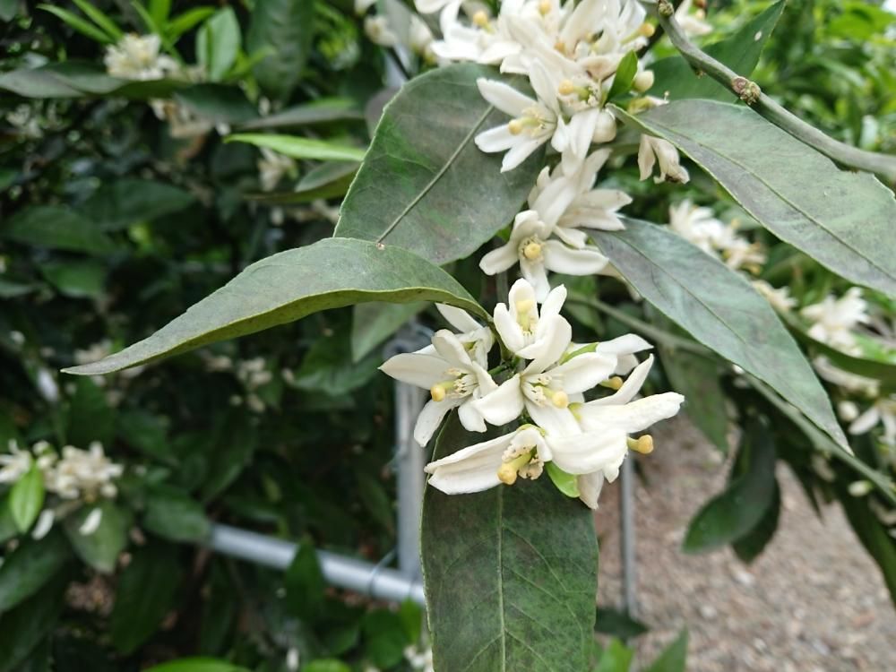 ナツミカン　白い花