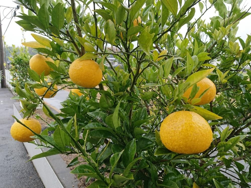 ナツミカン　黄色い実