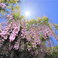 藤(フジ)の育て方｜植え付けや植え替え方法は？鉢植えでも育てられる？の画像
