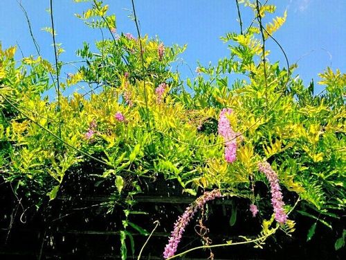 藤 フジ の育て方 植え付けや植え替え方法は 鉢植えでも育てられる Greensnap グリーンスナップ 藤 フジ の育て方 植え付けや植え替え方法は 鉢植えでも育てられる Greensnap グリーンスナップ