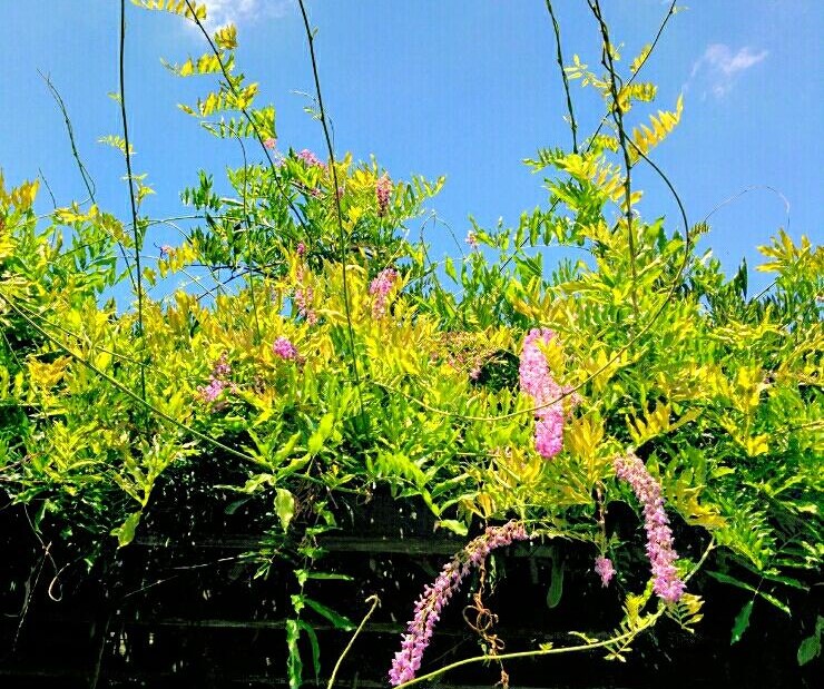 藤 フジ の育て方 植え付けや植え替え方法は 鉢植えでも育てられる Greensnap グリーンスナップ