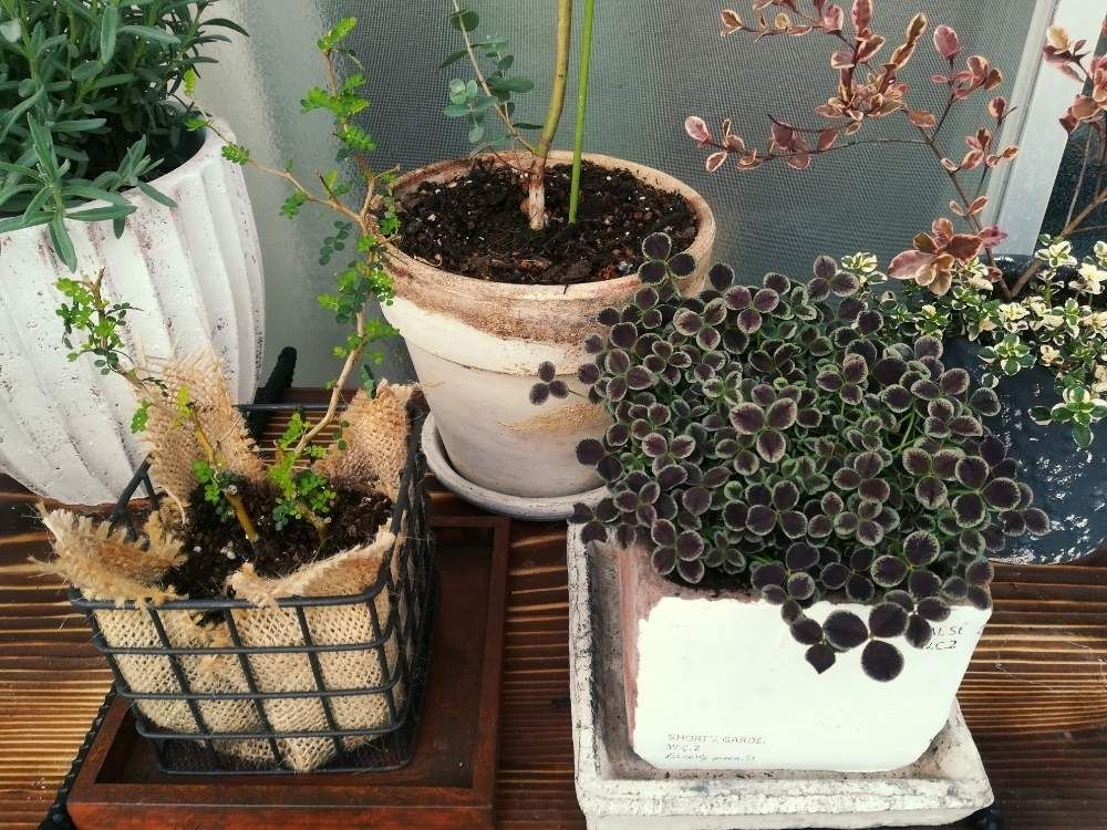 ブラッククローバー　鉢植え
