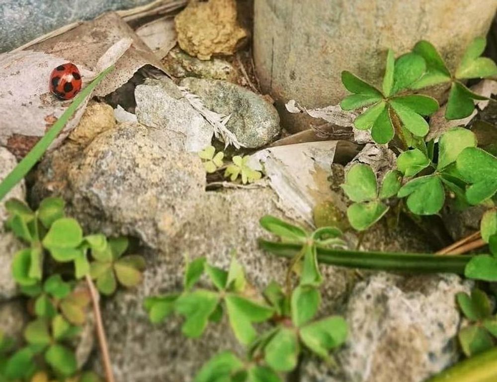 ブラッククローバー　地面　葉