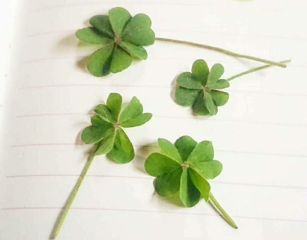 ブラッククローバー　葉茎