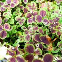 ブラッククローバーの育て方｜種まきや植え替えの時期は？の画像