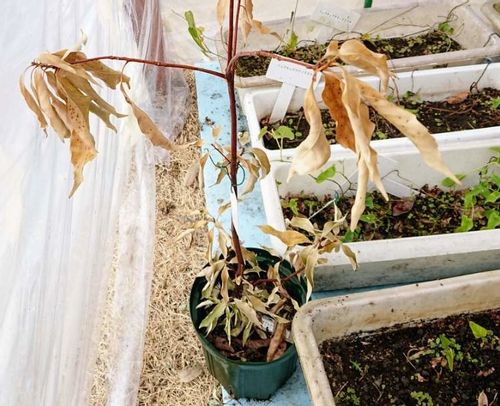 ケンチャヤシの育て方｜植え付けや植え替えの時期、水やりの方法は 