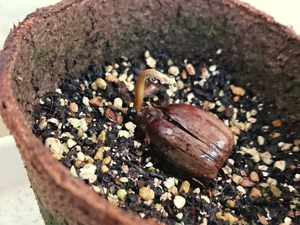 オキナワウラジロガシ　鉢植え　用土　株