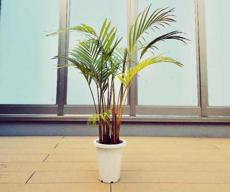 ケンチャヤシの育て方｜植え付けや植え替えの時期、水やりの方法は