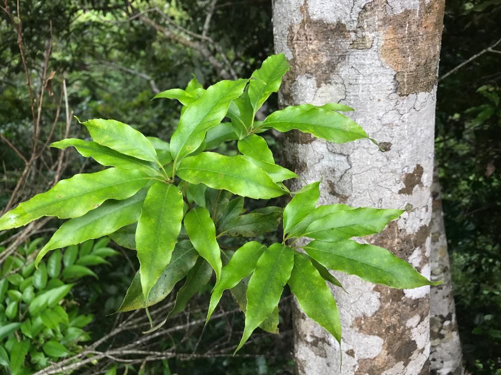 オキナワウラジロガシ　葉