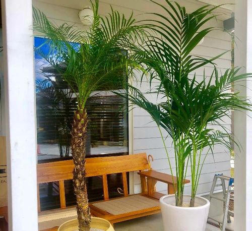 ケンチャヤシの育て方｜植え付けや植え替えの時期、水やりの方法は 