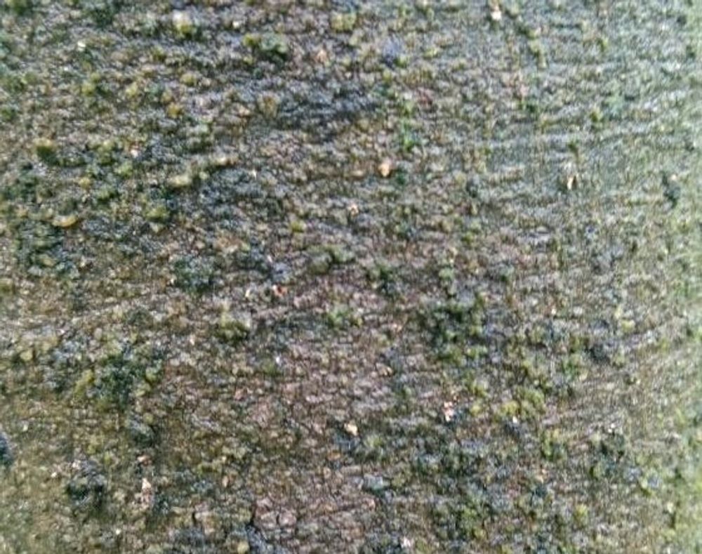 オキナワウラジロガシ　