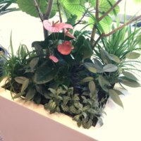 ケンチャヤシの育て方｜植え付けや植え替えの時期、水やりの方法は？の画像
