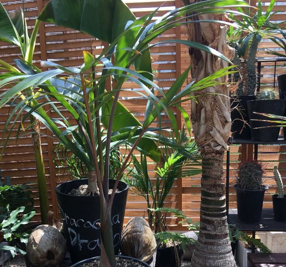 ケンチャヤシPhoto by マカダミアラッツさん