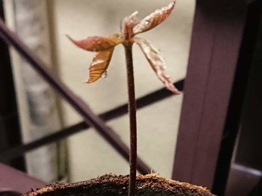 オキナワウラジロガシ　株　葉