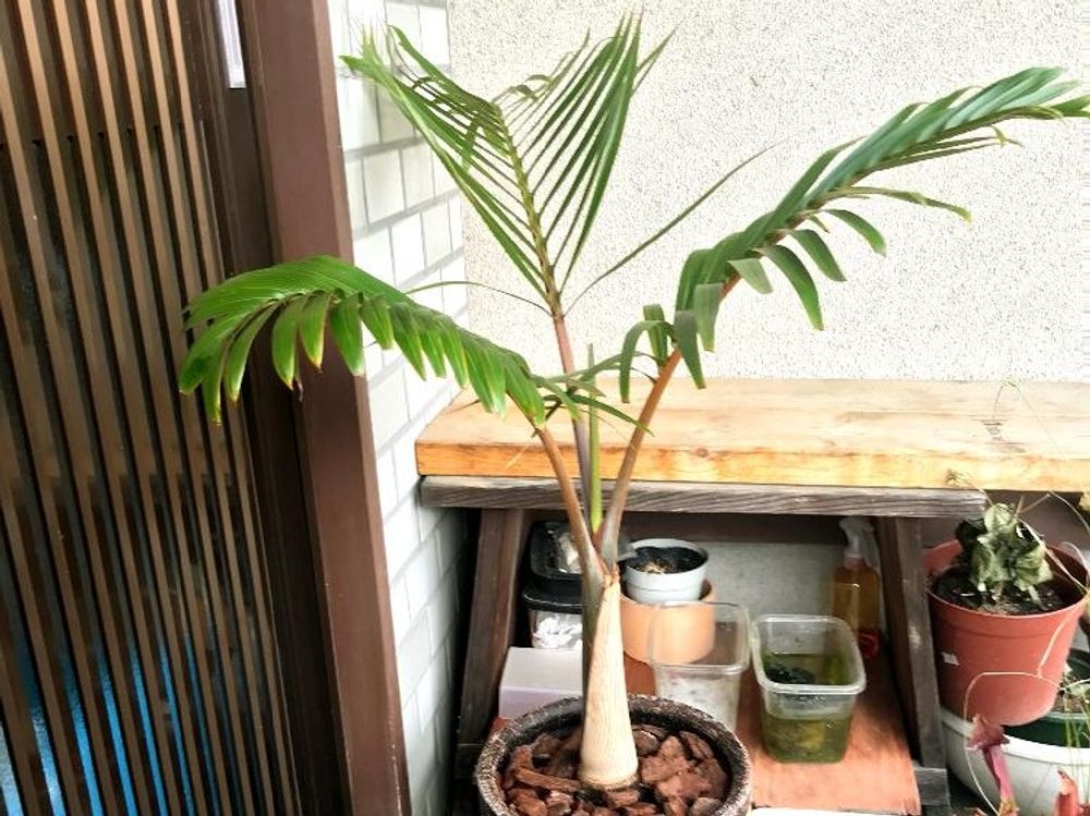 トックリヤシ　鉢植え