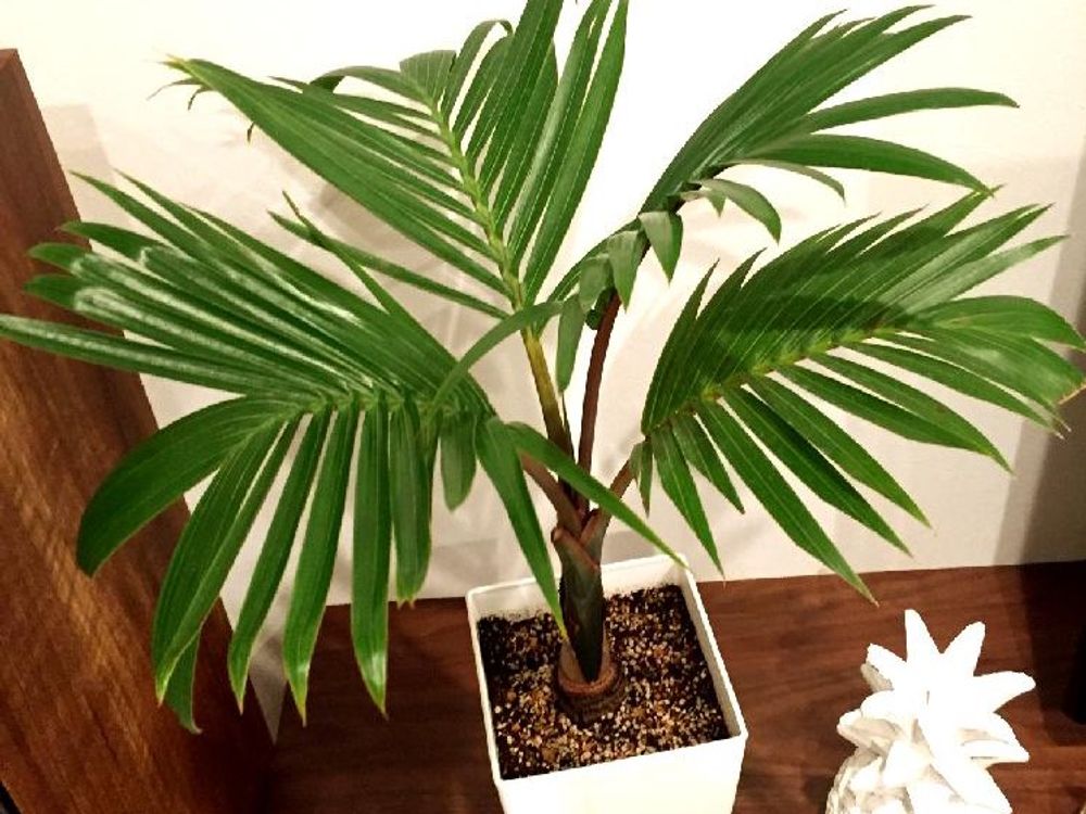 トックリヤシ　用土　鉢植え