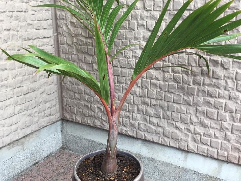 トックリヤシ　Photo by たんたんさん