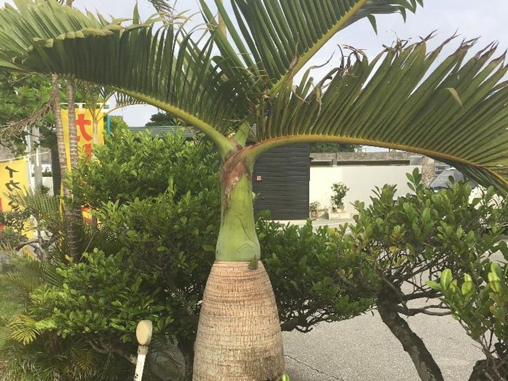 トックリヤシ　地植え