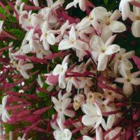 ハゴロモジャスミンの育て方｜植え替え時期や増やし方は？の画像