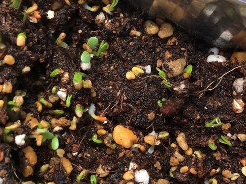 クローバー シロツメクサ の育て方 種まき時期は 室内でも栽培できる Greensnap グリーンスナップ